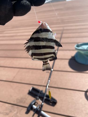 イシダイの釣果