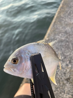 メッキの釣果