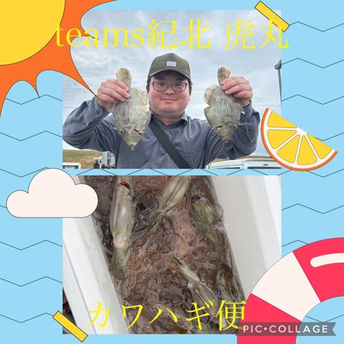 カワハギの釣果