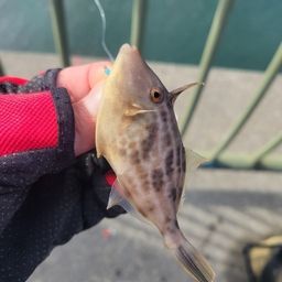 ウマヅラハギ