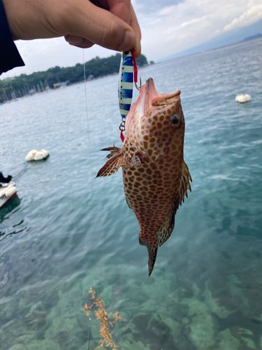オオモンハタの釣果