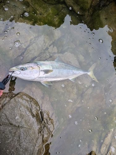 メジロの釣果
