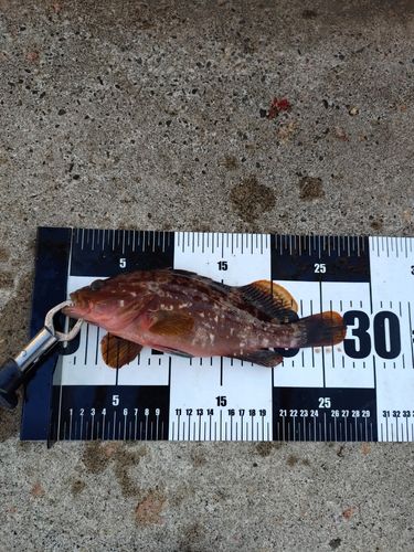 キジハタの釣果
