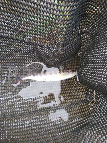 アマゴの釣果