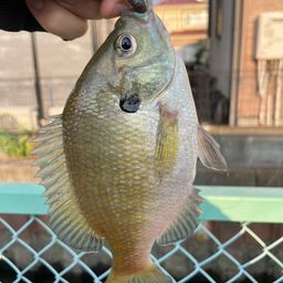 ブルーギル