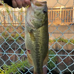 ラージマウスバス