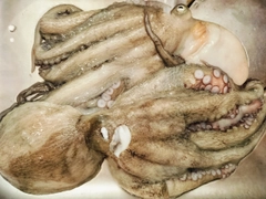 マダコの釣果