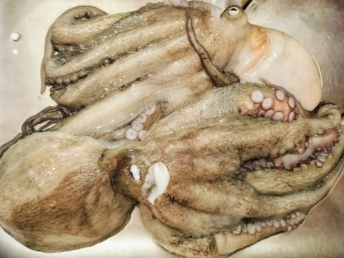 マダコの釣果