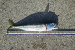 サバの釣果