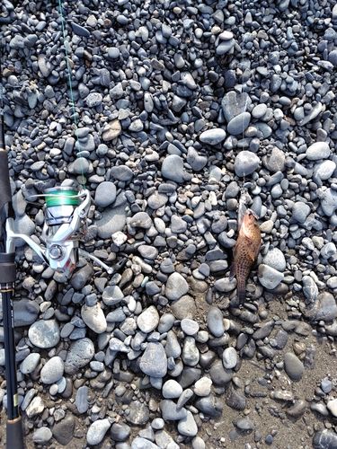 オオモンハタの釣果