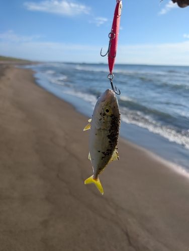 コゾクラの釣果