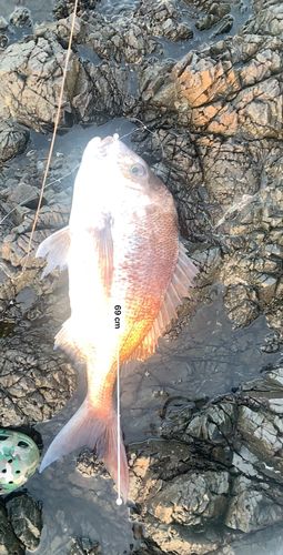 タイの釣果