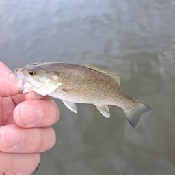 スモールマウスバス