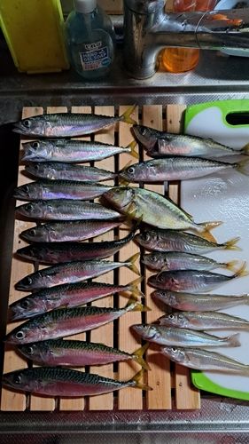 サバの釣果