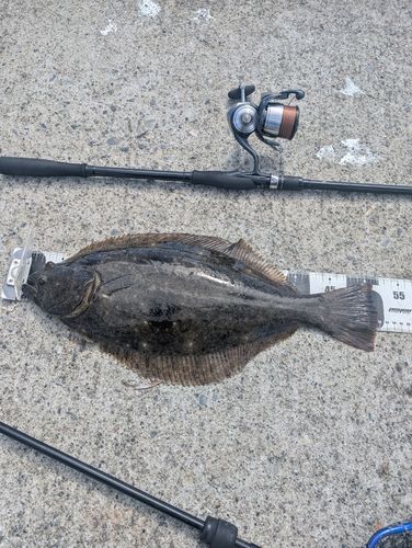 ヒラメの釣果