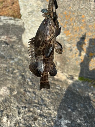 チャイロマルハタの釣果