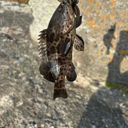 チャイロマルハタ