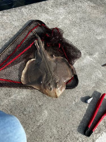 コモンカスベの釣果