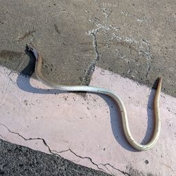 ダイナンウミヘビ