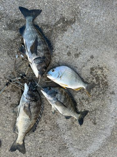 クロダイの釣果