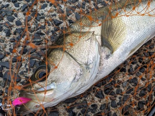 シーバスの釣果