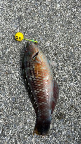 ホシササノハベラの釣果