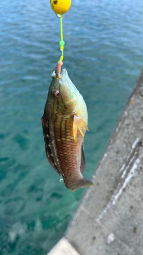ホシササノハベラの釣果