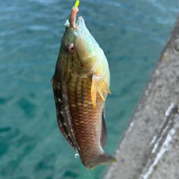 ホシササノハベラ