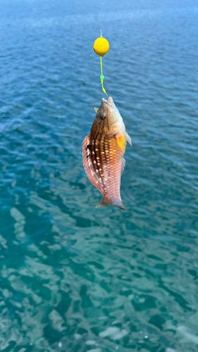 ホシササノハベラの釣果