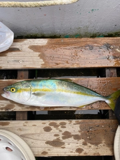 イナダの釣果