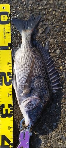 クロダイの釣果