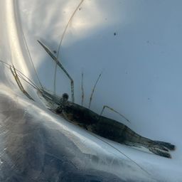 テナガエビ