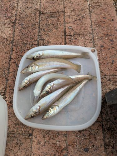 キスの釣果