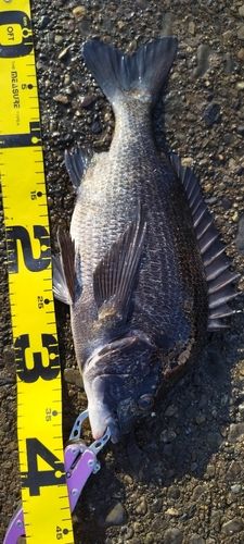 クロダイの釣果