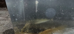 ガヤの釣果
