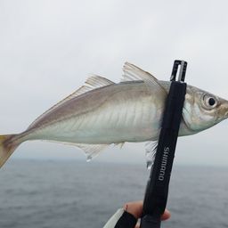 アジ
