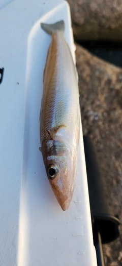 キスの釣果
