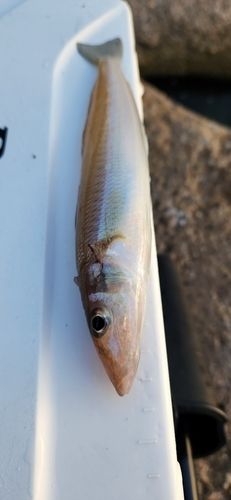 キスの釣果