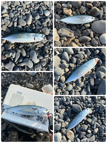 ソウダガツオの釣果