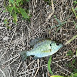 ブルーギル