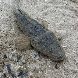 マゴチ