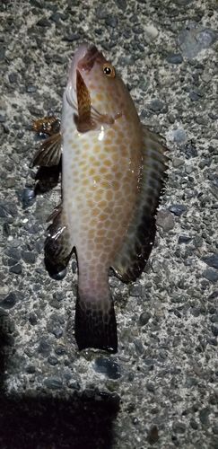 オオモンハタの釣果