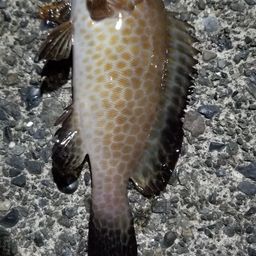 オオモンハタ
