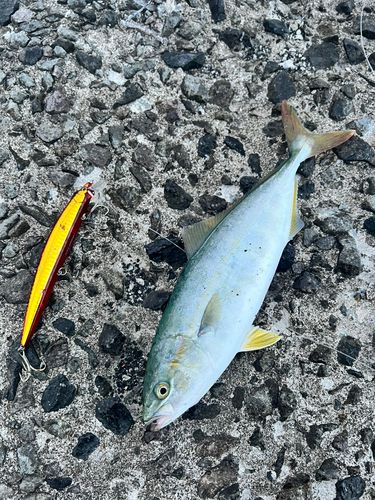 フクラギの釣果