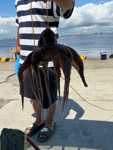 アキアジの釣果