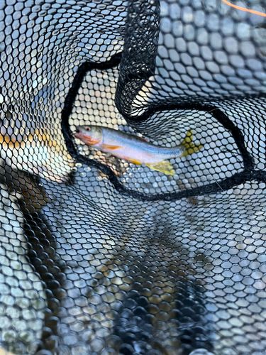 オイカワの釣果
