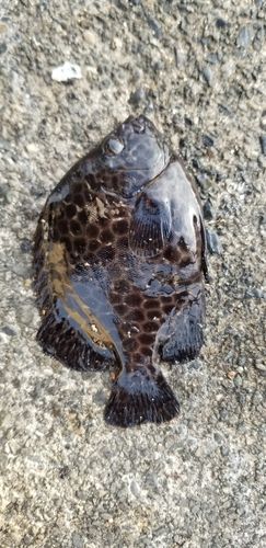 イシガキダイの釣果