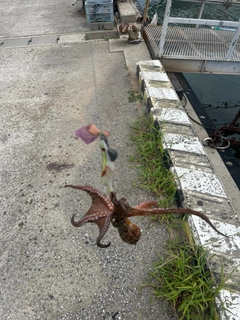 タコの釣果