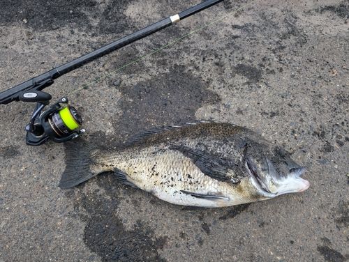 クロダイの釣果