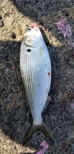 コノシロの釣果